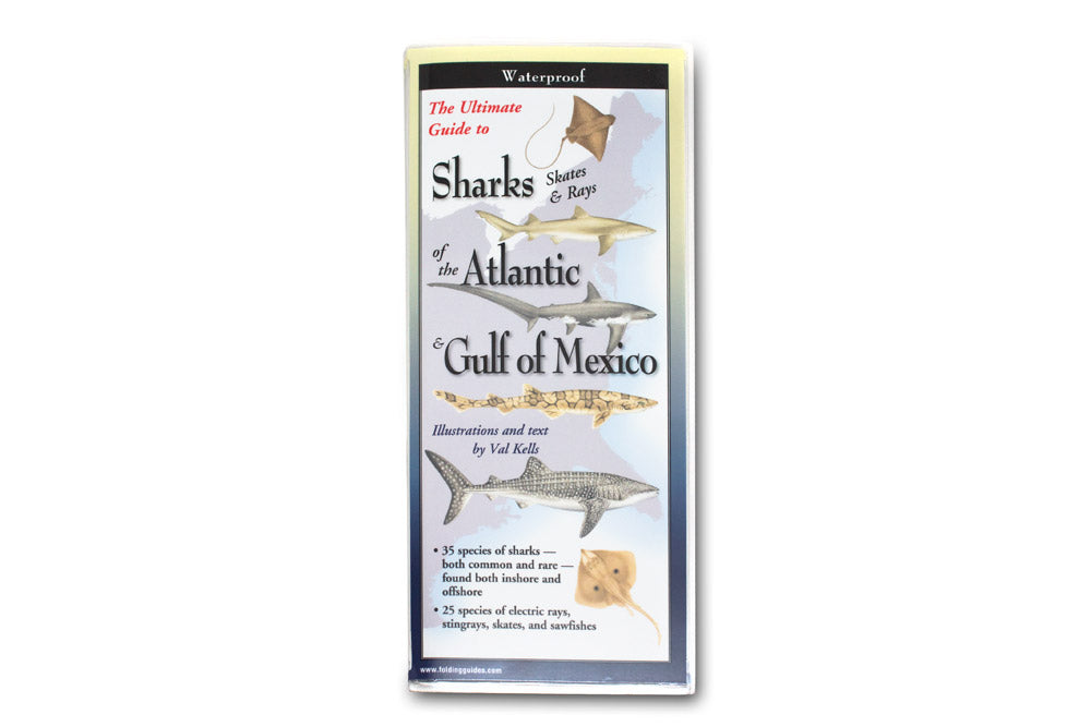 Sharks of the Atlantic & Gulf of Mexico